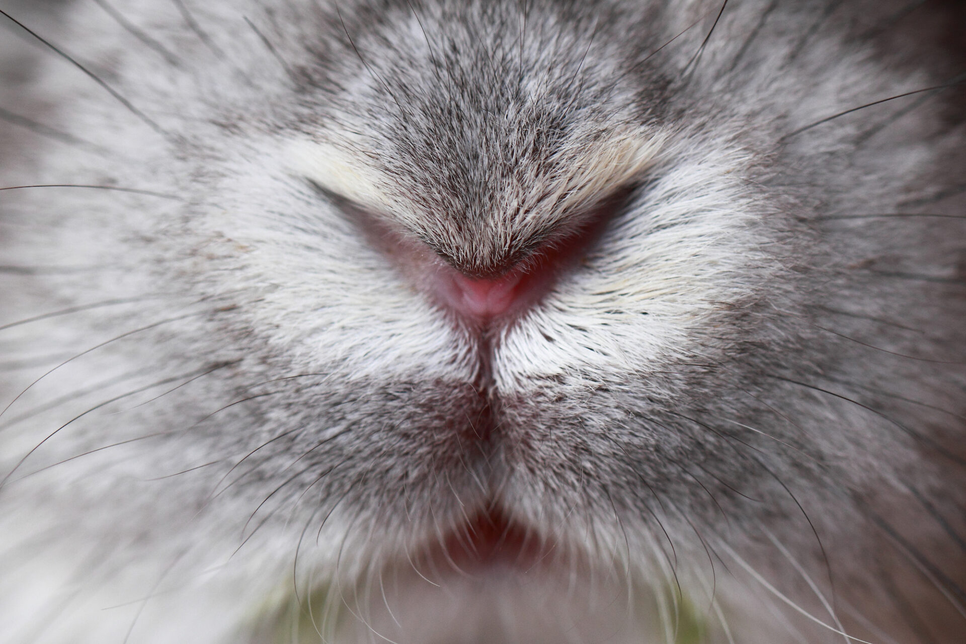 可爱小兔子的图片-求三只可爱的小兔子三姐妹图片！